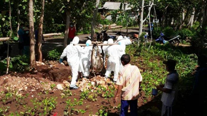 Ayam ternak di Ponjong, Gunungkidul
