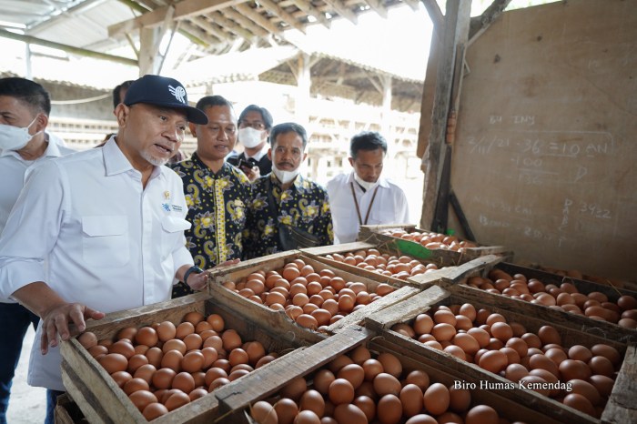 Peternakan ayam kampung di Magelang Utara, Kota Magelang