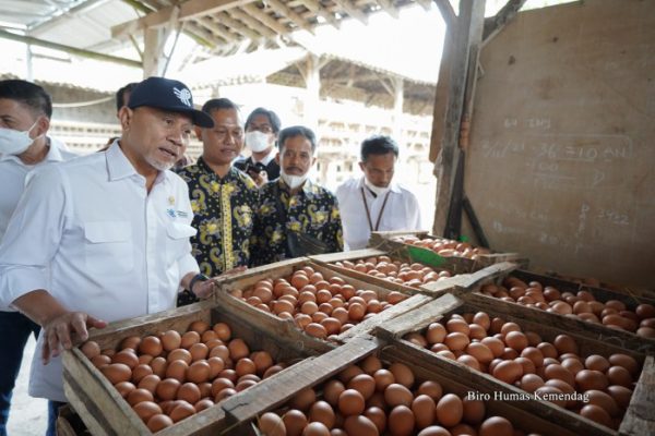 Peternakan ayam kampung di Mungkid, Magelang