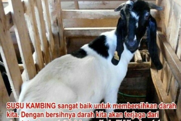 Susu kambing di Soreang, Bandung