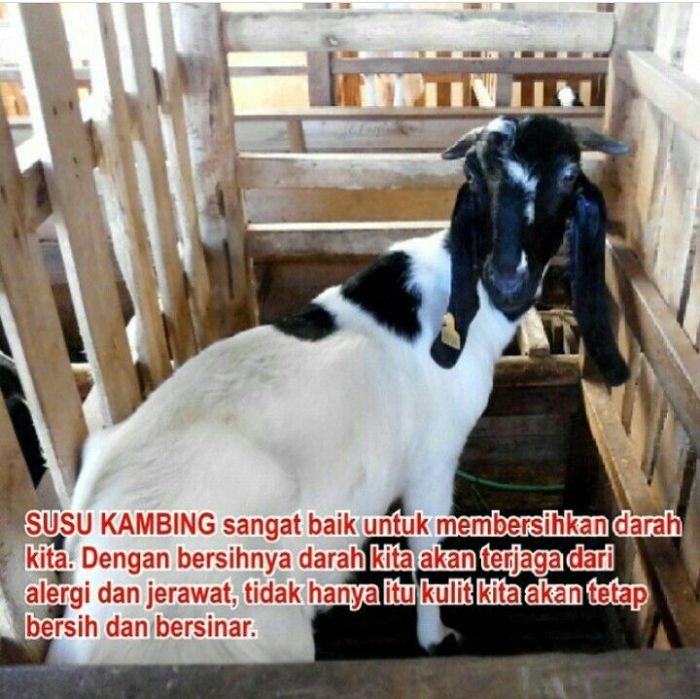 Susu kambing di Soreang, Bandung