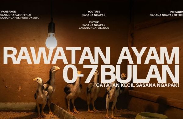 Ayam merah petelur di Cipeundeuy, Bandung Barat