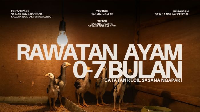 Ayam merah petelur di Pasar Minggu, Jakarta Selatan