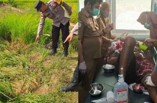 Ternak ayam petelur di Lambandia, Kolaka Timur