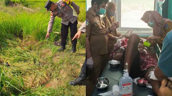 Rebutan Air di Sawah, Petani di Lambandia Kolaka Timur Dibacok - telisik.id Ternak ayam petelur di Lambandia, Kolaka Timur