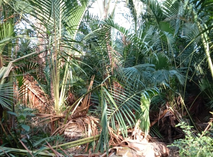 Buah Rumbia di Aceh Barat Kini Sudah Langka - Teras Media - Portal ... Daun penggemuk ayam di Rumbia Tengah, Bombana