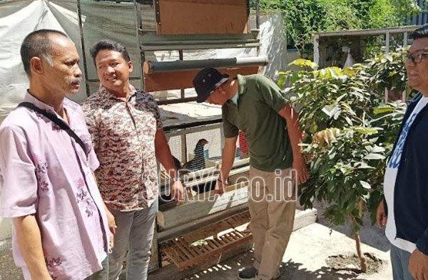 Kampung di Karah Surabaya Budidaya Ratusan Ayam, Mampu Minimalisir Bau ...