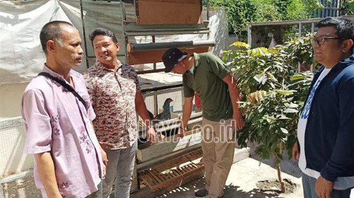 BUDIDAYA AYAM KAMPUNG DI BOGOR | ANTARA Foto