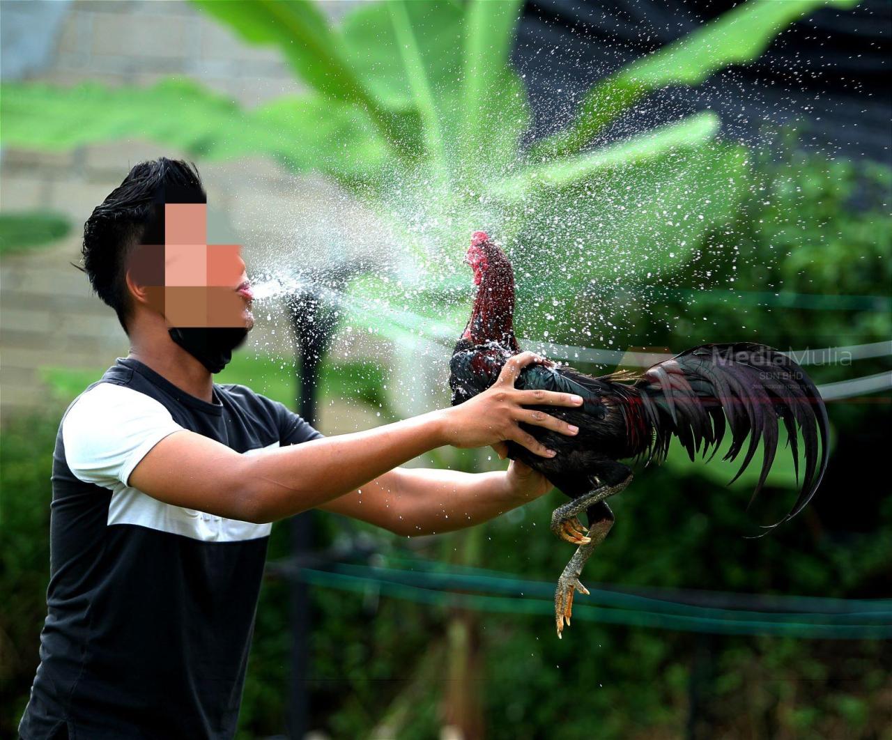 Giat Refleksi Di Kec Tambakdahan. Ini Yang Diharapkan Duet Bupati Dan ... Ayam afkir di Tambakdahan, Subang