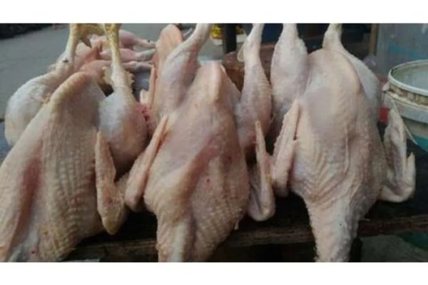 Ayam Afkir Apa Bisa Produksi Normal || Bagian 2 - YouTube