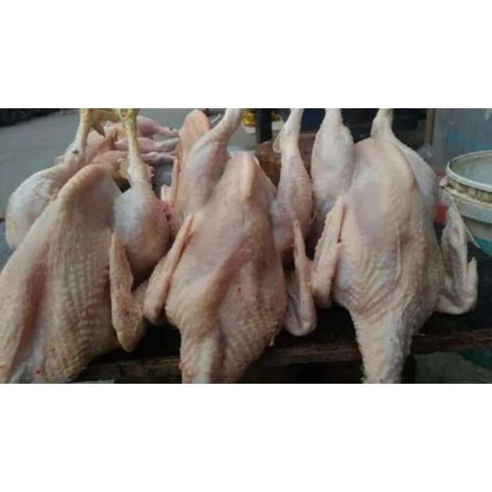 Promo AYAM AFKIR / AYAM PETELUR AFKIR / AYAM TUA KAMPUNG PER EKOR ... Ayam afkir di Jayakerta, Karawang