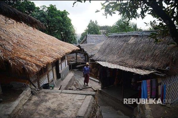 Daun penggemuk ayam di Pujut, Lombok Tengah