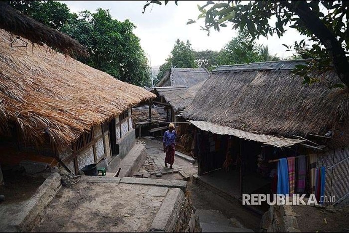 Daun penggemuk ayam di Pujut, Lombok Tengah