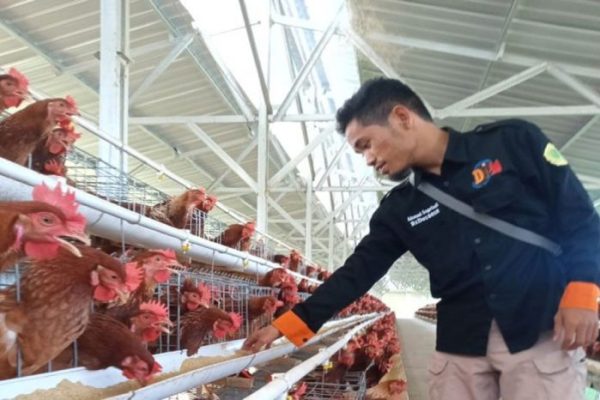 Gowa Jadi Lokasi Pengembangan Peternakan Ayam Broiler - Bonepos.com