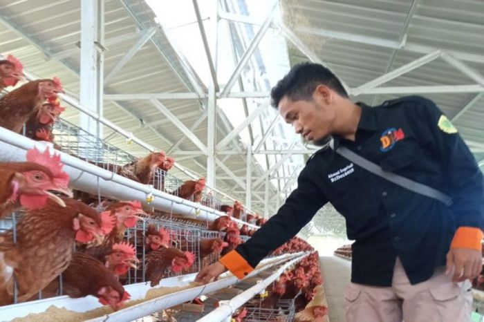 Gowa Jadi Lokasi Pengembangan Peternakan Ayam Broiler - Bonepos.com