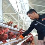 Cerita Pengusaha Ayam Petelur di Mamasa Omset 25 Juta Perbulan | PACEKO ...