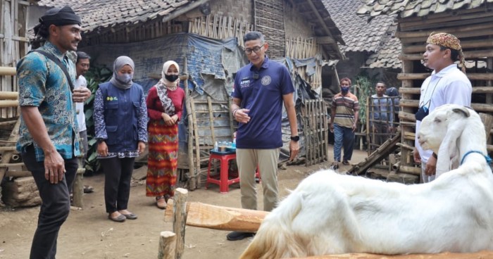 Sandiaga Uno Bantu Pegiat Susu Kambing Etawa di Bondowoso Susu kambing di Jambesari Darus Sholah, Bondowoso
