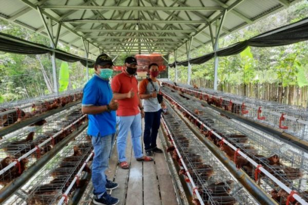 Ternak ayam kampung di Haruai, Tabalong