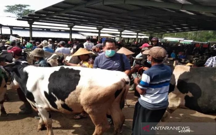 Lima Pasar Hewan di Boyolali Kembali Dibuka Lima Pasar Hewan di Boyolali Kembali Dibuka