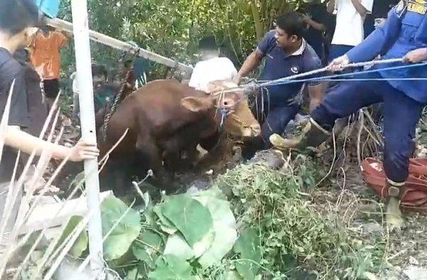 Daging kambing di Dukun, Gresik