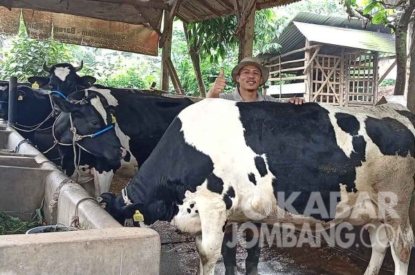 Susu kambing di Wonosalam, Jombang