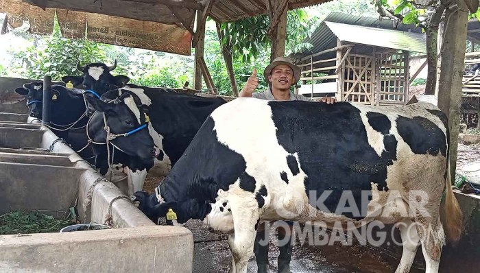 Susu kambing di Wonosalam, Jombang