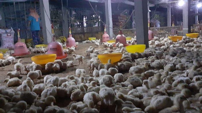 Permintaan Turun Drastis, Harga Ayam di Gunungkidul Anjlok ... Ayam ternak di Paliyan, Gunungkidul