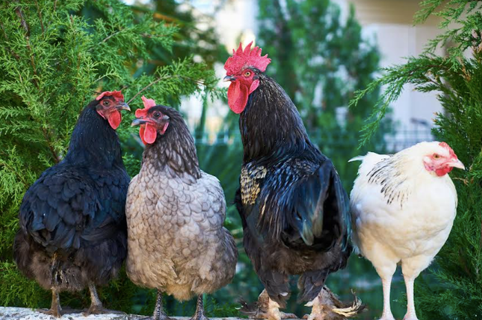 Ayam ternak di Plumbon, Cirebon