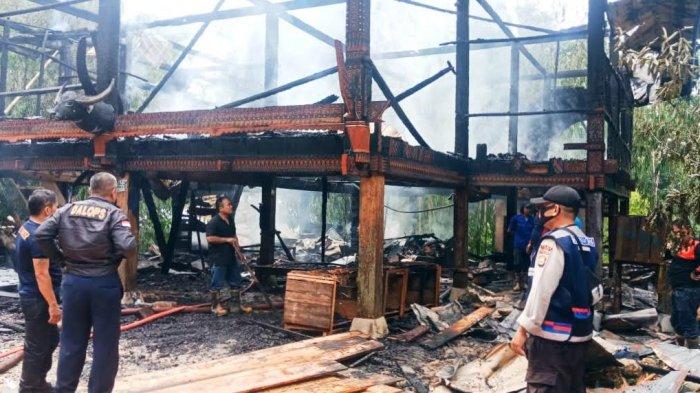 Daun penggemuk ayam di Tondon, Toraja Utara