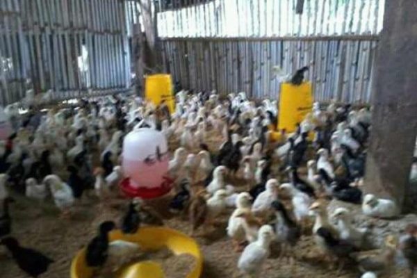 Ayam Ternak di Panti, Jember