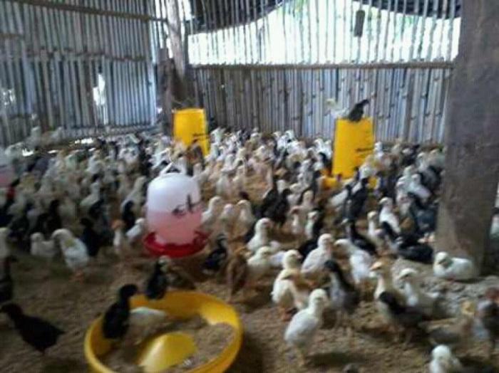 Ayam ternak di Tangen, Sragen