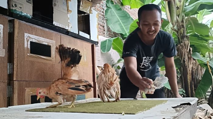 Budidaya ternak ayam di Tembalang, Kota Semarang
