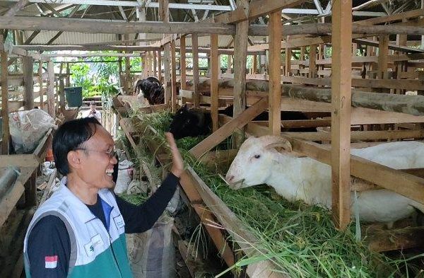 Daun penggemuk ayam di Moba, Kab. Nduga