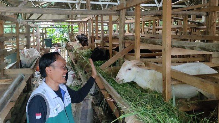 VIDEO: Bupati Nduga Sesalkan Peristiwa KKB yang Terjadi di Kabupaten ... Daun penggemuk ayam di Moba, Kab. Nduga