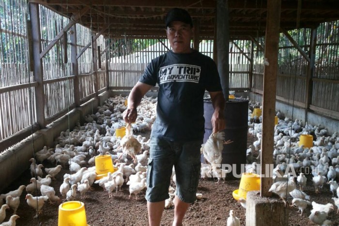 Harga ayam kampung potong di Cisaga, Ciamis