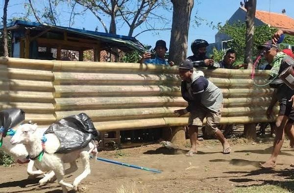 Daging kambing di Krucil, Probolinggo