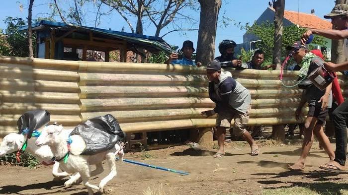 Daging kambing di Krucil, Probolinggo