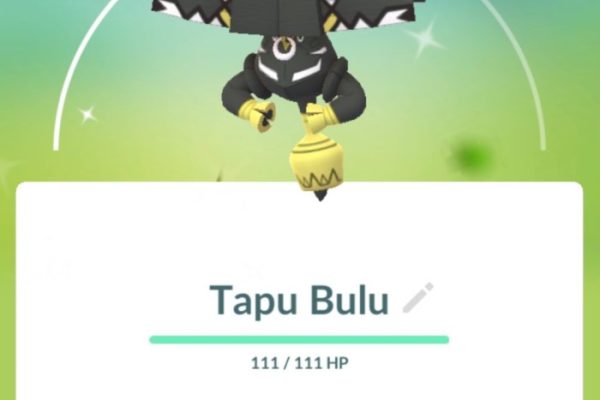 Bulu kelinci di Porehu, Kolaka Utara