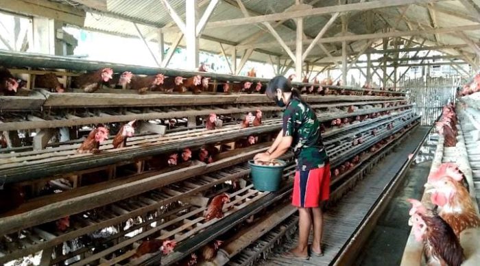 Ayam Ternak di Selorejo, Blitar