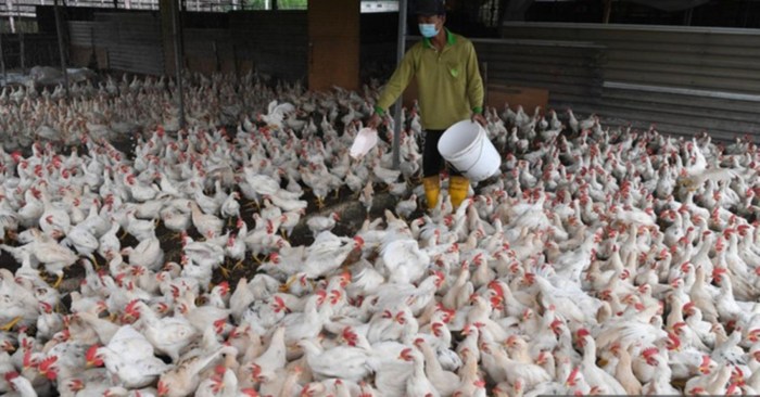 Ternak ayam pedaging di Singaran Pati, Kota Bengkulu