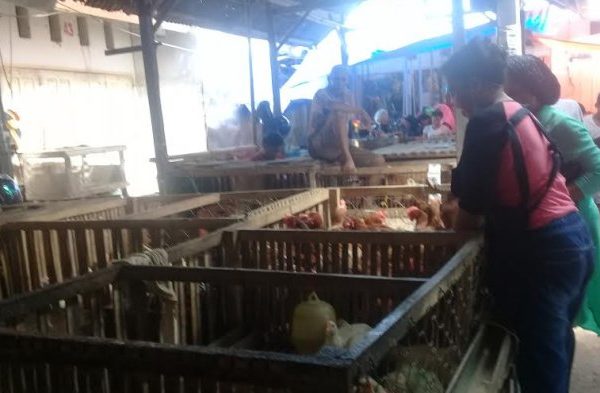Daun penggemuk ayam di Pangkajene, Kabupaten Pangkajene