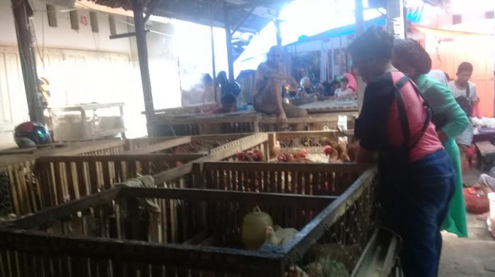 Daun penggemuk ayam di Pangkajene, Kabupaten Pangkajene