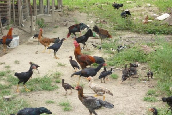 PERNIAGAAN AYAM KAMPUNG ORGANIK: aktiviti utama