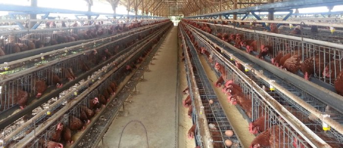 PETERNAKAN AYAM KAMPUNG PETELUR DI BPTP GORONTALO | ANTARA Foto