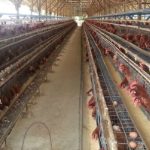 Ternak ayam petelur di Matakali, Polewali Mandar