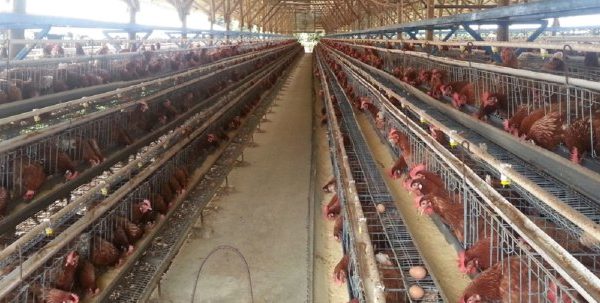 Peternakan ayam petelur terdekat di Kalibawang, Kulon Progo
