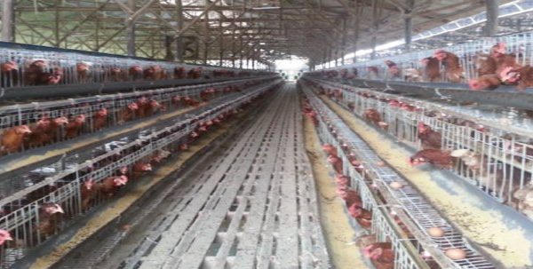 Peternakan Ayam Petelur - Ahmad Imanudin