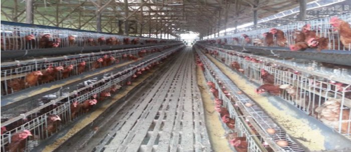 Ayam Ternak di Pegagan Hilir, Dairi