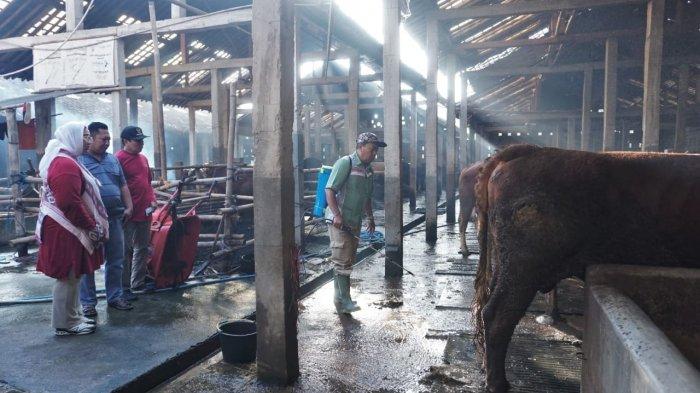Ternak Ayam Kampung - Eksotika Desa Ternak Ayam Kampung - Eksotika Desa