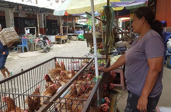 Daun penggemuk ayam di Monterado, Bengkayang